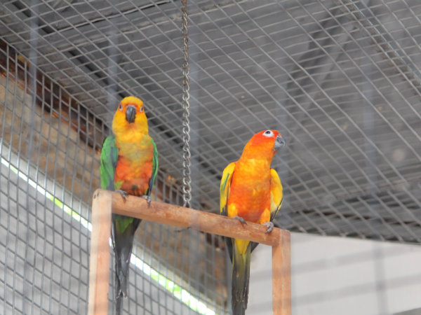 Caged Birds