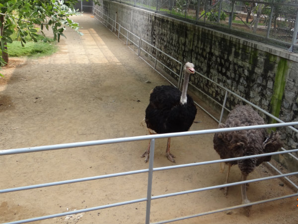 Ostrich and Emu at Ramoji Film City Birds Park