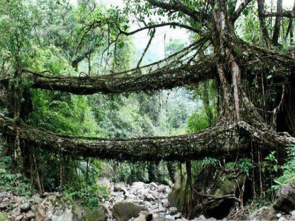 Living Root Bridges, Meghalaya