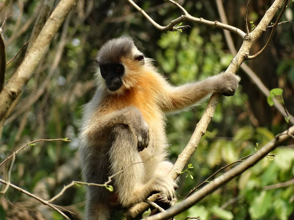 Capped Langur – Nameri National Park