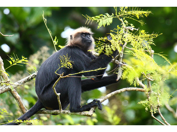 Nilgiri Langur – Nilgiri Hills