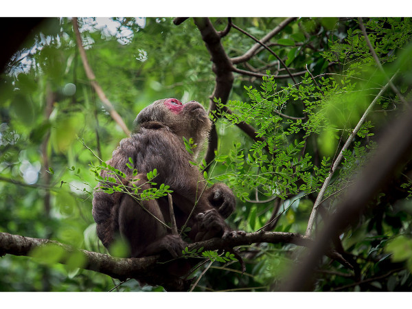 Stump Tailed Macaque – Mizoram