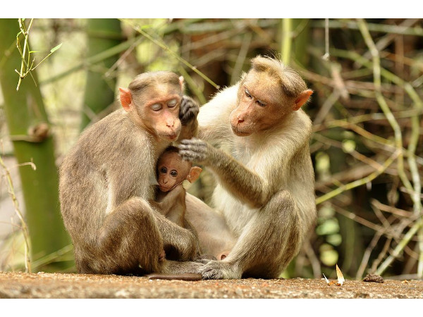Bonnet Macaque – Bannerghatta National Park