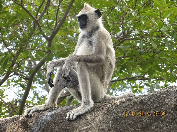 The Common Langur – Mudumalai National Park