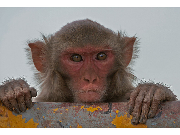 Rhesus Macaque – Kinnerasani Wildlife Sanctuary