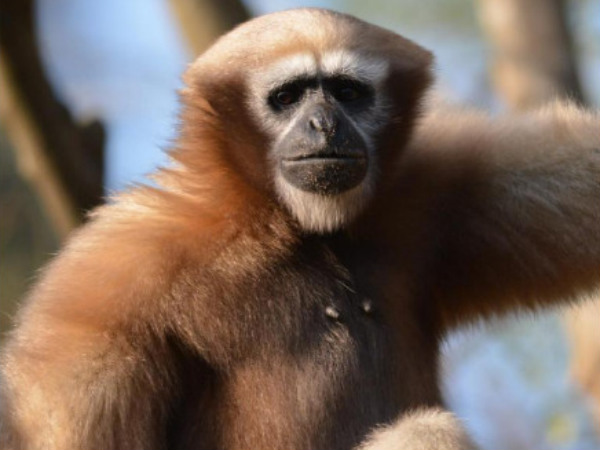 Hoolock Gibbons – Hoollongapar Gibbon Sanctuary