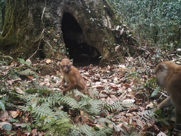 Arunachal Macaque – Eaglenest Wildlife Sanctuary