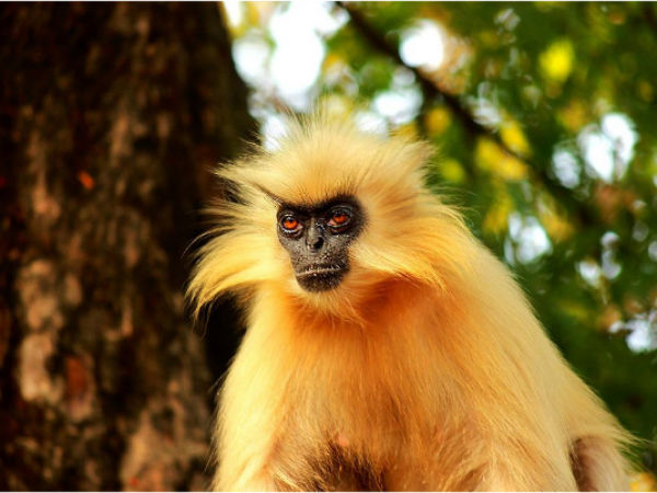 Golden Langur – Manas National Park