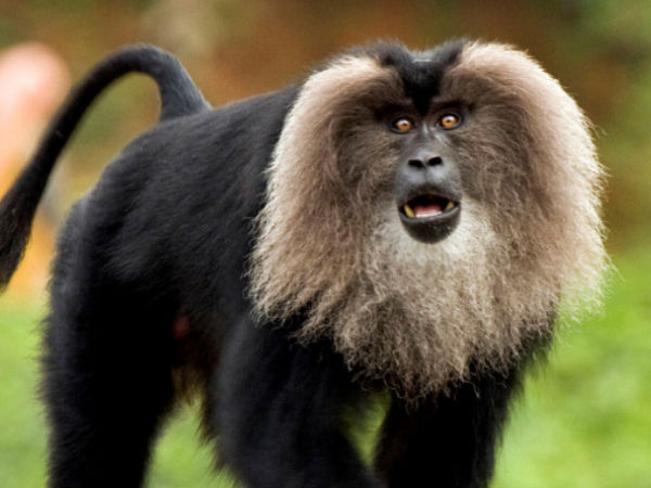 Lion Tailed Macaque – Kalakkad Mundanthurai Tiger Reserve