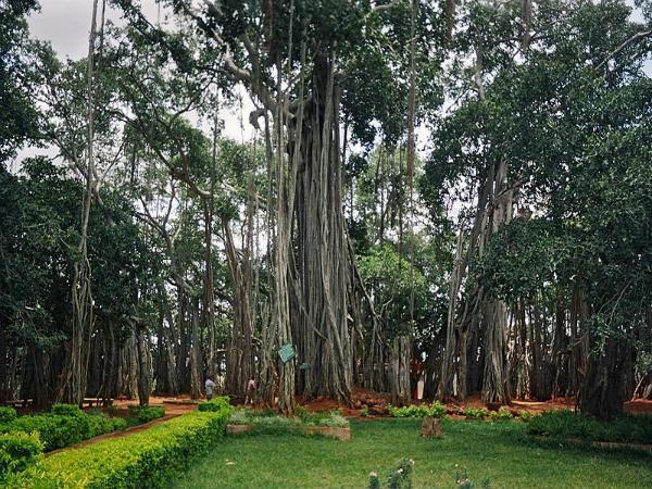 Big Banyan Tree – 28km