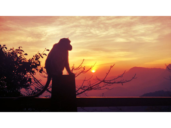 Wayanad