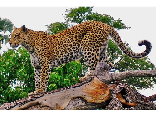 Radhanagari Wildlife Sanctuary