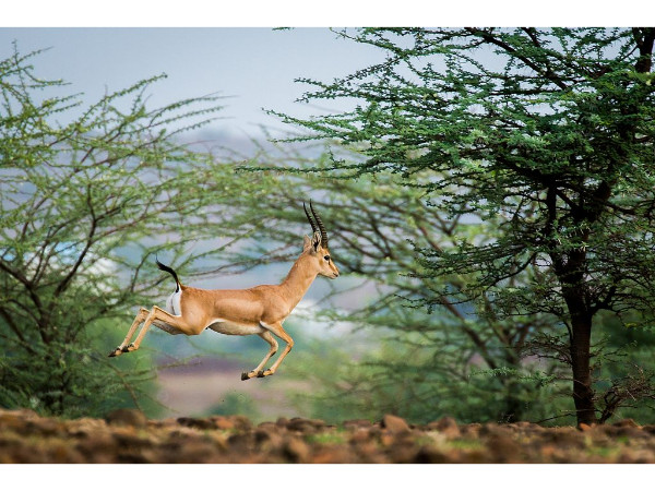 Mayureshwar Wildlife Sanctuary