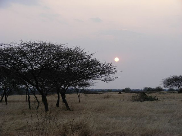 Great Indian Bustard Sanctuary
