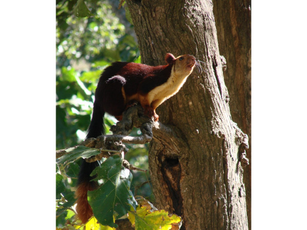 Koyna Wildlife Sanctuary