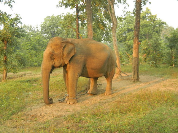Nagzira Wildlife Sanctuary