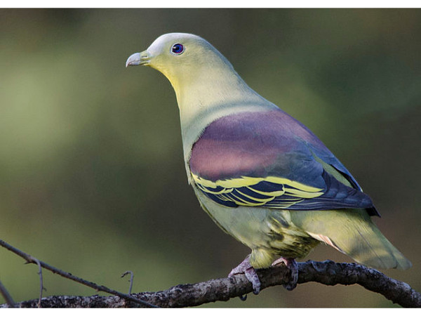 Karnala Bird Sanctuary