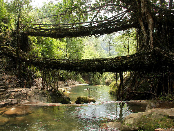 Living Root Bridges
