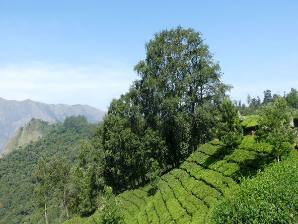 Munnar