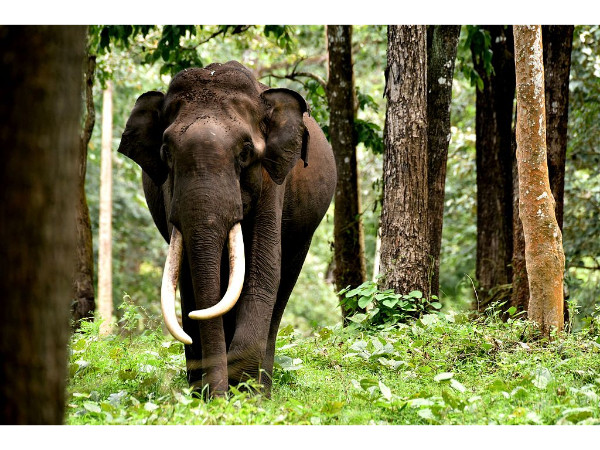 Nagarahole National Park