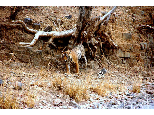 Ranthambore National Park