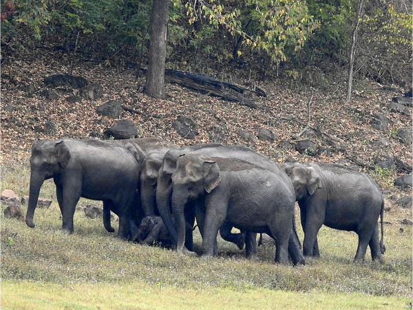 Periyar Tiger Reserve