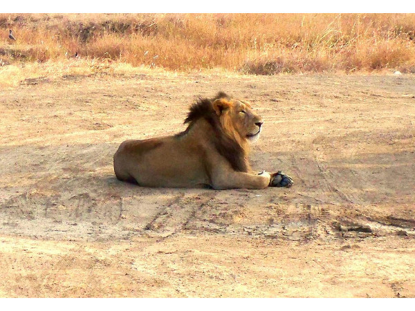 Gir National Park