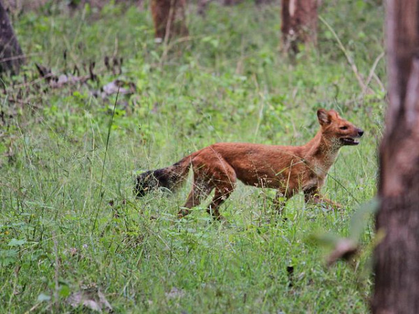 Mudumalai National Park