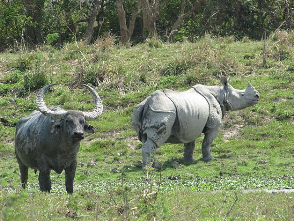 Kaziranga National Park