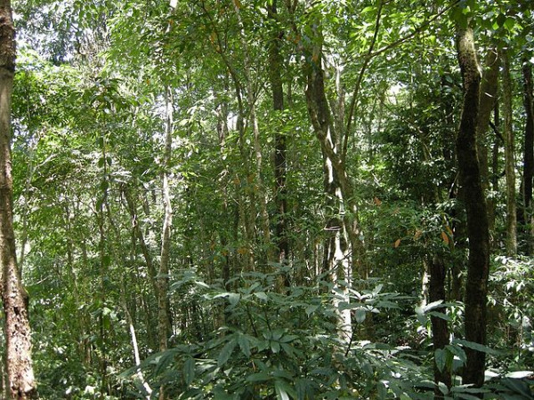 Dampa Tiger Reserve