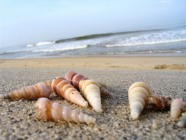 Tannirbhavi Beach