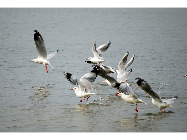 Birds at the Kadalundi Bird Sanctuary