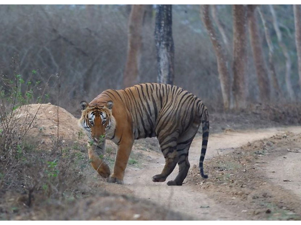 Tiger Reserve