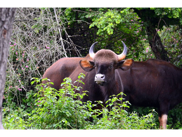 Nilgiri Biosphere Reserve