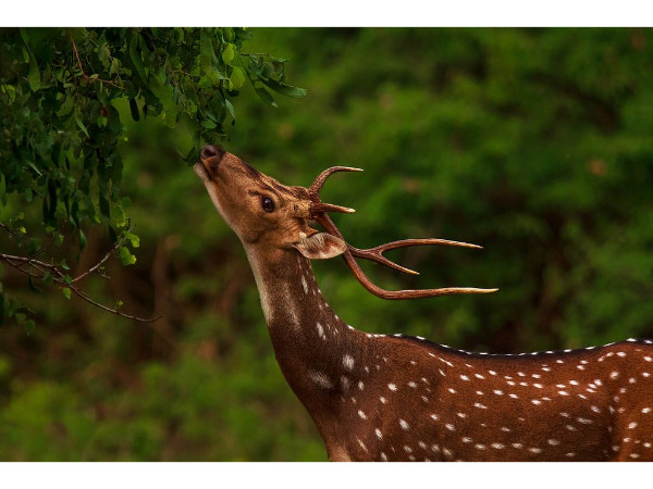 Animals at Bandipur