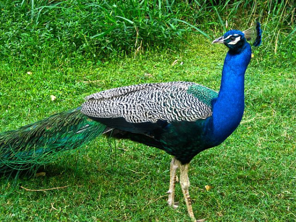 Birds at Bandipur