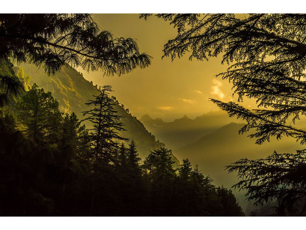 Flora Of Kasol