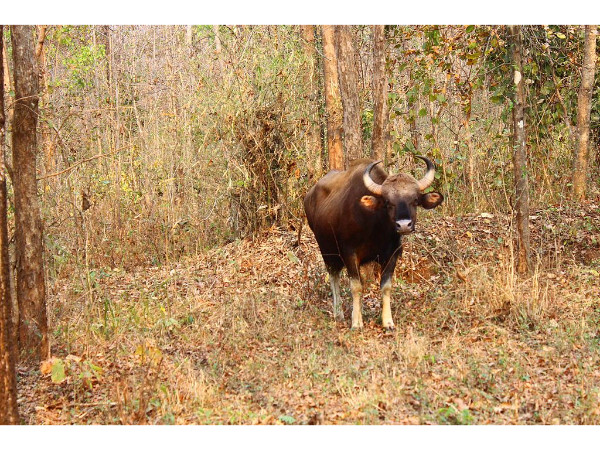Best Time To Visit Nagzira