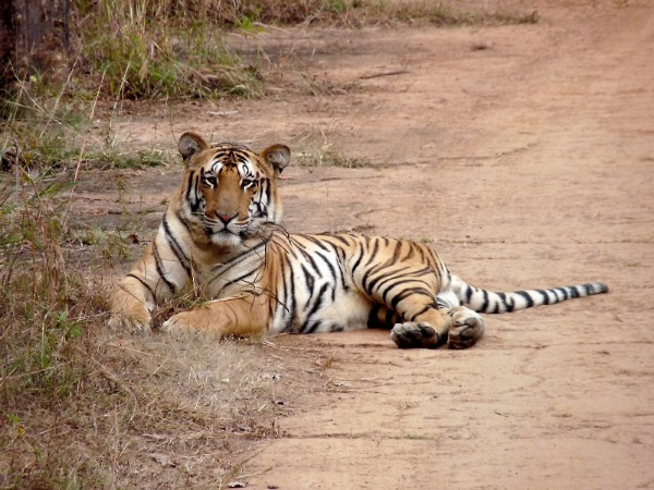 Museum At Nagzira Tiger Reserve