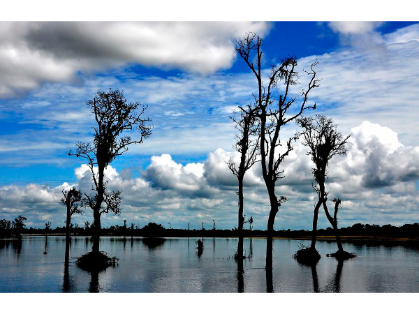 Dibru-Saikhowa National Park in Assam Dibru-Saikhowa National Park in Assam