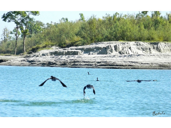 Dibru-Saikhowa National Park in Assam Dibru-Saikhowa National Park in Assam