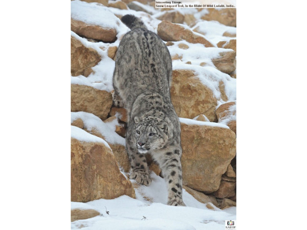 Snow Leopard – Hemis National Park