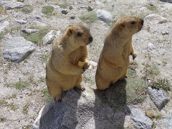 Himalayan Marmot – Ladakh