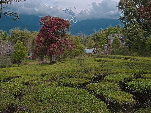 Palampur