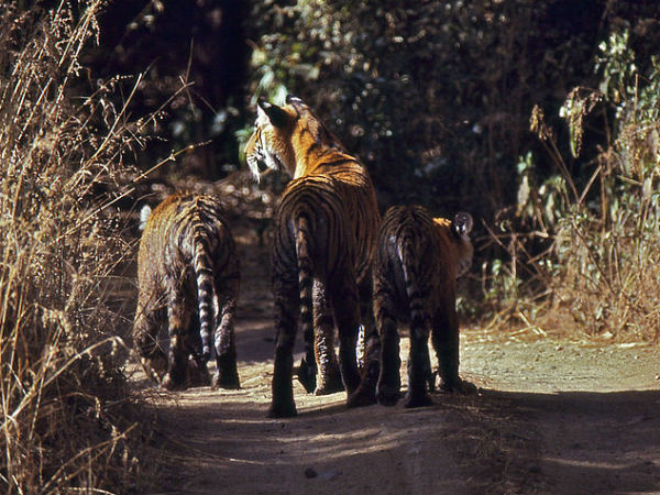 4. Jaipur To Ranthambore