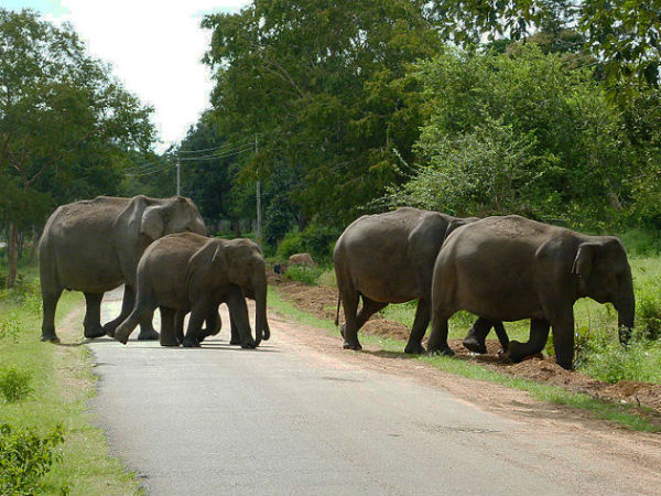 8. NH 212 Bangalore – Ooty Via Bandipur Forests