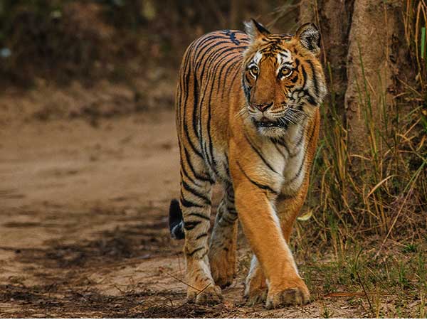 10. Jim Corbett National Park