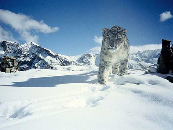 13. Hemis National Park, Jammu And Kashmir – The Snow Leopard's Abode