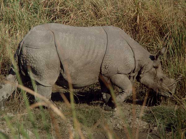 12. Kaziranga, Assam – Less People, More Rhinos, I Say