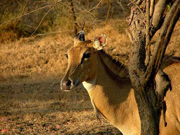 14. Sasan Gir Forest, Gujarat – Where Lions Are Making A Comeback